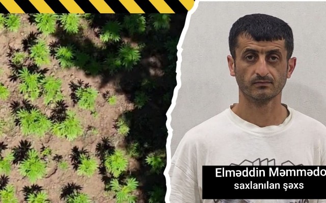 Milli Parkda narkoplantasiya yetişdirən şəxs həbs edildi